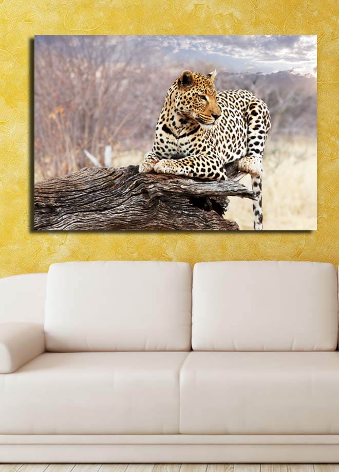 Canvastavla 70x100 cm - Leopard som vilar på en trästam i en naturlig miljö - Guld / Svart / Brun - Inredning - Tavlor & konst - Canvastavlor
