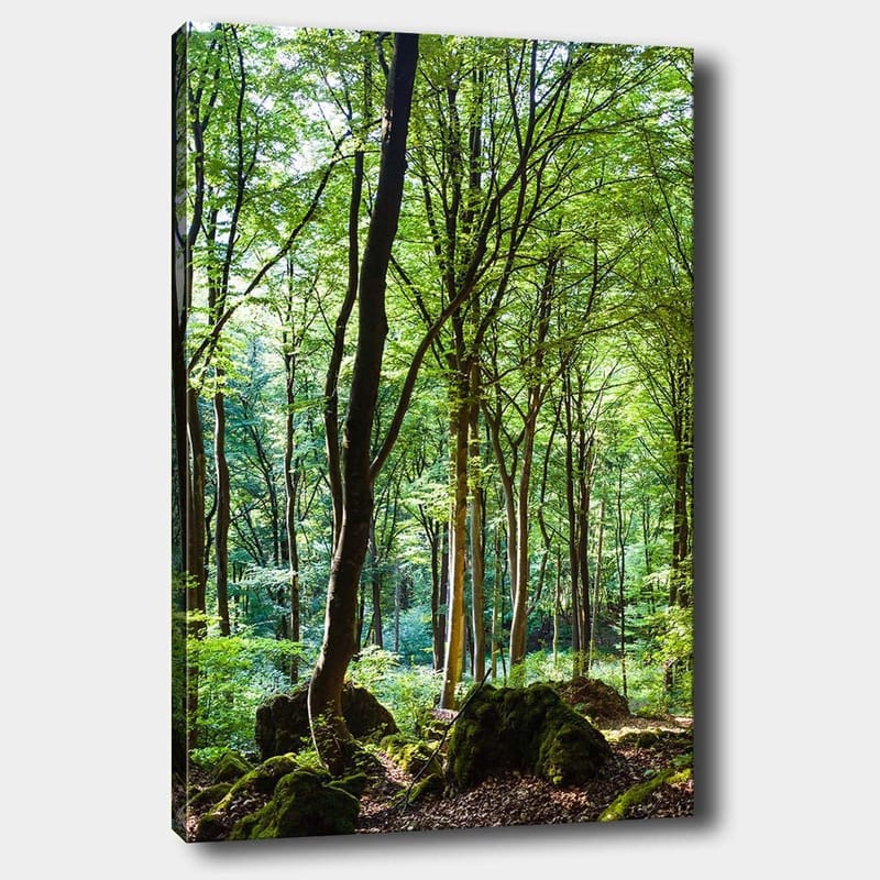 Canvastavla 70x100 cm - Lummig skog med höga träd och grönskande vegetation, Grön / Brun