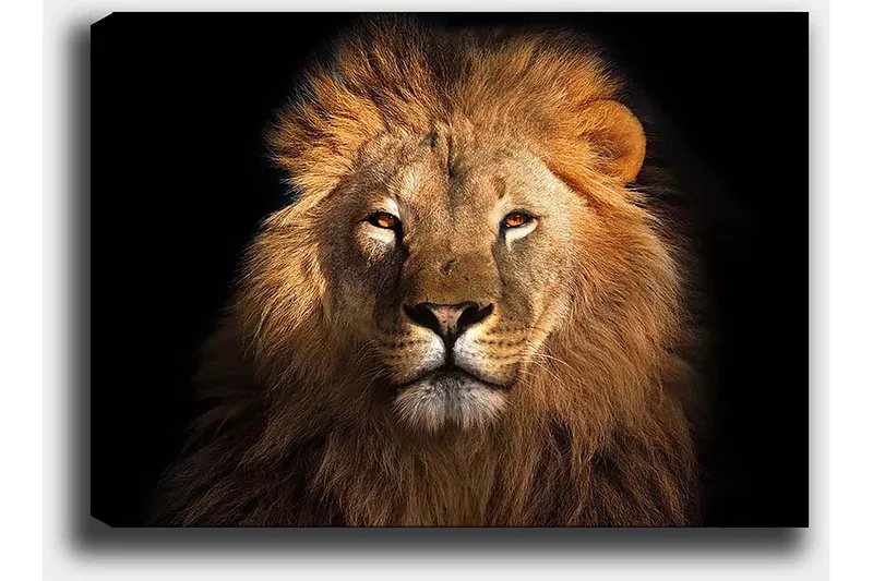 Canvastavla 70x100 cm - Majestätisk lejonhuvud med intensiv blick - Guld / Brun / Svart - Inredning - Tavlor & konst - Canvastavlor