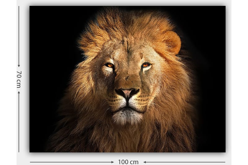Canvastavla 70x100 cm - Majestätisk lejonhuvud med intensiv blick - Guld / Brun / Svart - Inredning - Tavlor & konst - Canvastavlor