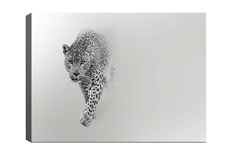 Canvastavla 70x100 cm - Majestätisk leopard som rör sig framåt i en stilren och minimalistisk komposition, Svart / Grå