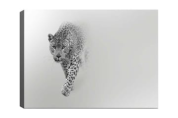 Canvastavla 70x100 cm - Majestätisk leopard som rör sig framåt i en stilren och minimalistisk komposition - Svart / Grå - Inredning - Tavlor & konst - Canvastavlor