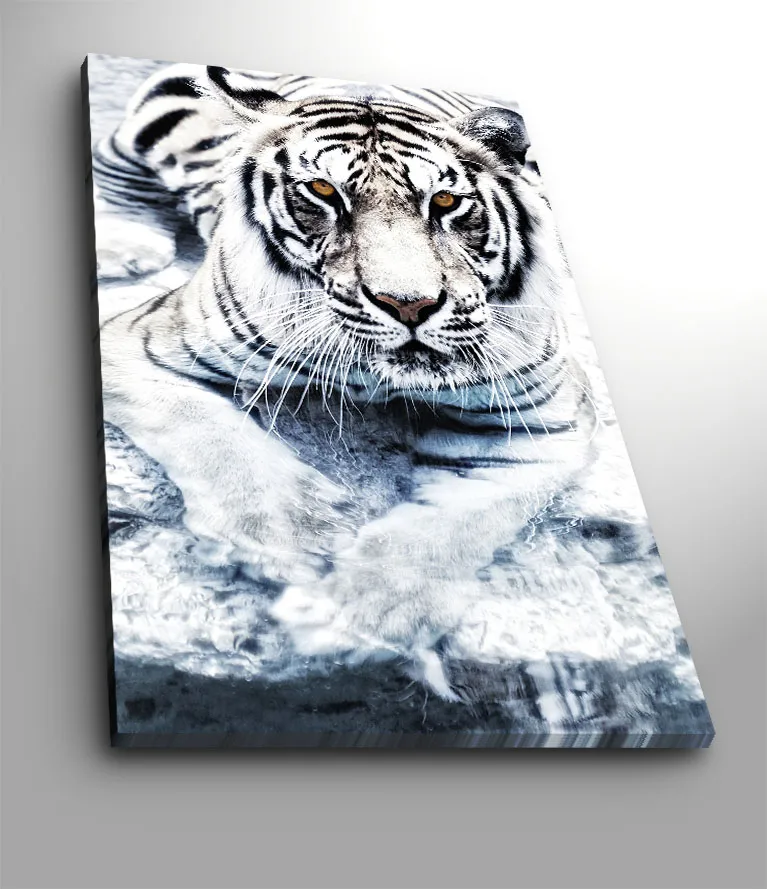Canvastavla 70x100 cm - Majestätisk vit tiger som ligger i vattnet - Vit / Svart / Grå - Inredning - Tavlor & konst - Canvastavlor
