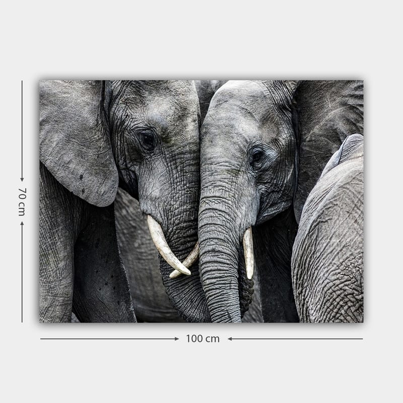 Canvastavla 70x100 cm - Närbild av elefanter som visar deras ansikten och betar i en intim sammanslutning - Grå / Vit - Inredning - Tavlor & konst - Canvastavlor