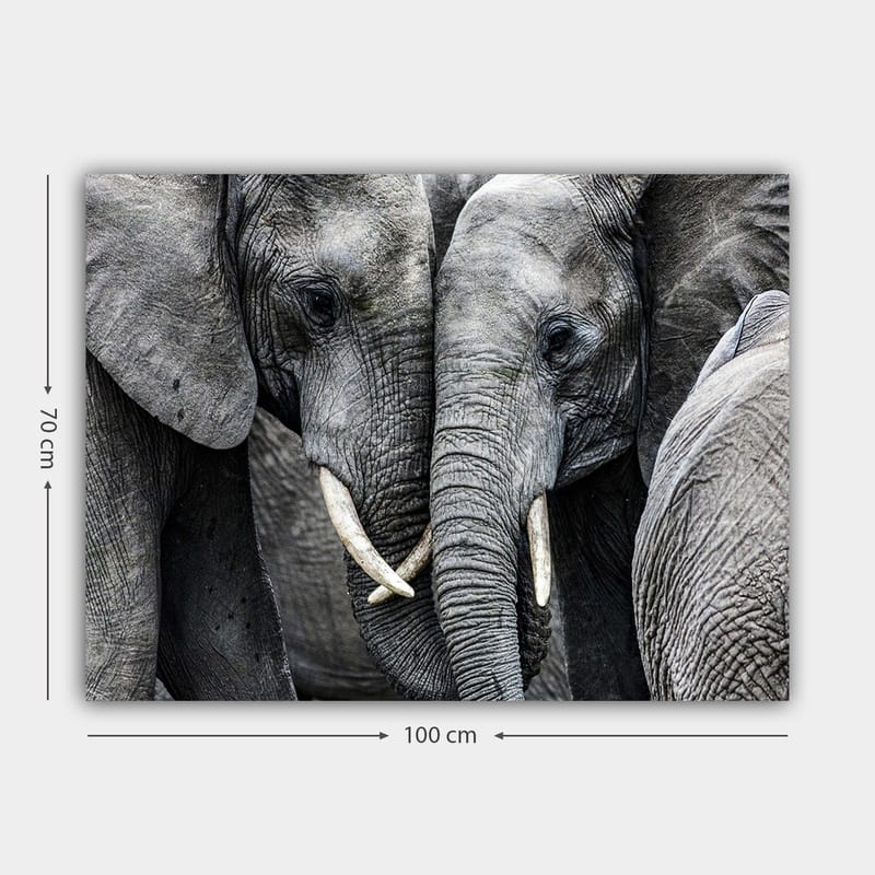 Canvastavla 70x100 cm - Närbild av elefanter som visar deras ansikten och betar i en intim sammanslutning - Grå / Vit - Inredning - Tavlor & konst - Canvastavlor