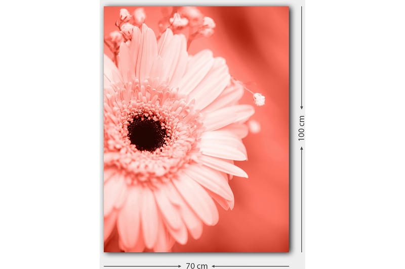 Canvastavla 70x100 cm - Närbild av en rosa blomma med en mörk mittpunkt - Rosa / Svart - Inredning - Tavlor & konst - Canvastavlor