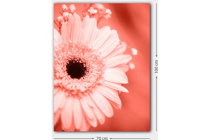 Canvastavla 70x100 cm - Närbild av en rosa blomma med en mörk mittpunkt - Rosa / Svart - Inredning - Tavlor & konst - Canvastavlor