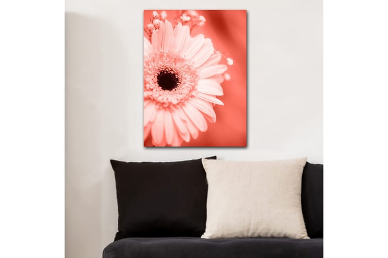 Canvastavla 70x100 cm - Närbild av en rosa blomma med en mörk mittpunkt - Rosa / Svart - Inredning - Tavlor & konst - Canvastavlor