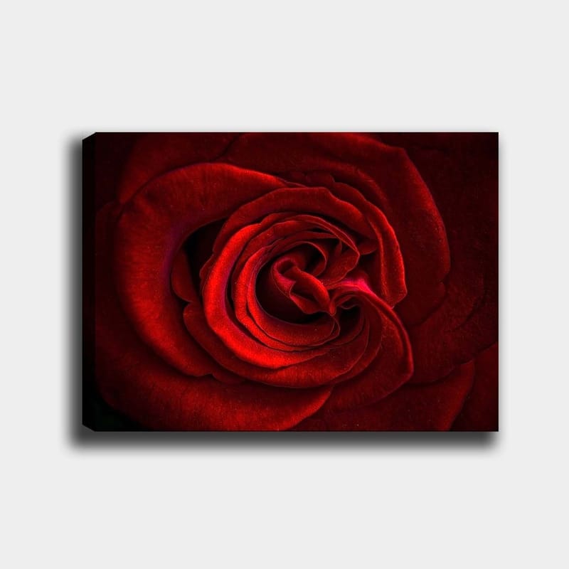 Canvastavla 70x100 cm - Närbild av en vacker röd ros med detaljerade kronblad, Röd / Mörkröd