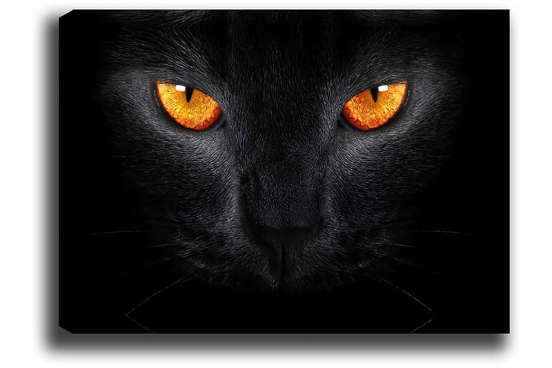 Canvastavla 70x100 cm - Närbild av ett svart katthuvud med intensiva ögon - Svart / Orange - Inredning - Tavlor & konst - Canvastavlor