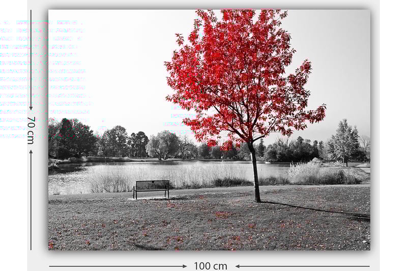 Canvastavla 70x100 cm - Röd lövträd i en svartvit parkmiljö vid en sjö - Röd / Svart / Grå - Inredning - Tavlor & konst - Canvastavlor