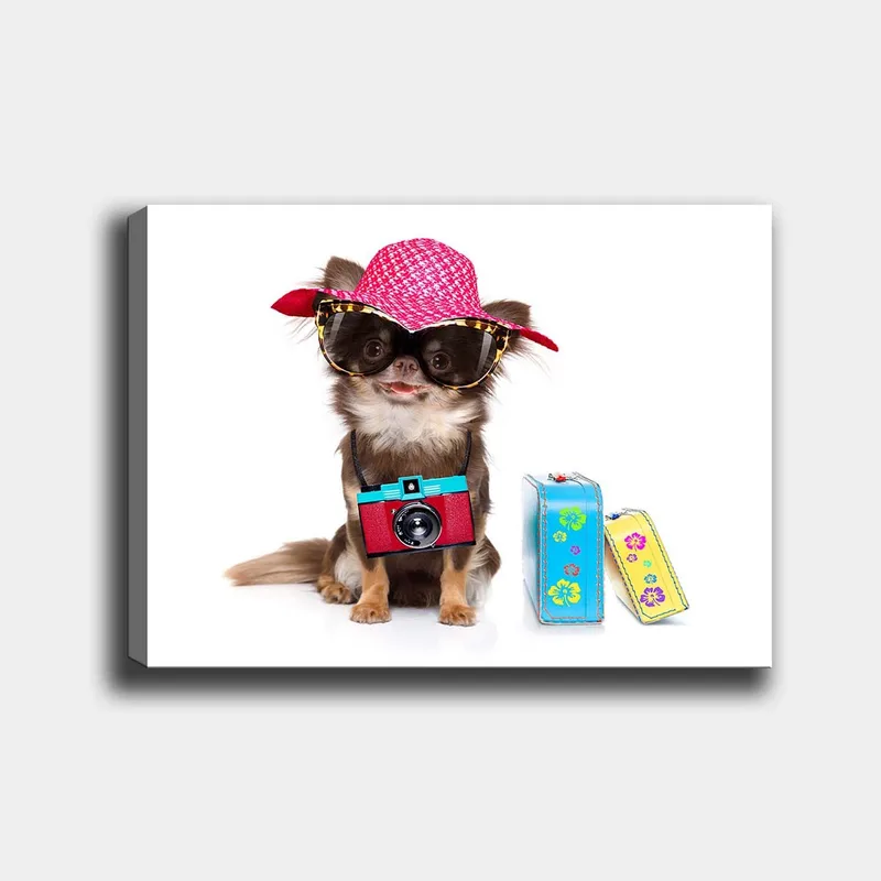 Canvastavla 70x100 cm - Söt chihuahua klädd i solhatt och solglasögon, med en kamera hängande runt halsen, Rosa / Blå / Röd
