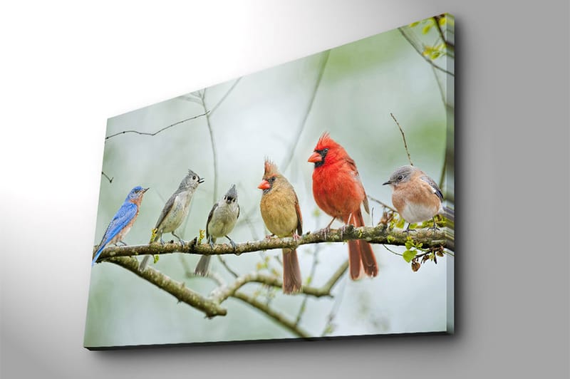 Canvastavla 70x100 cm - Samling av färgglada fåglar som sitter på en gren - Blå / Röd / Grå - Inredning - Tavlor & konst - Canvastavlor