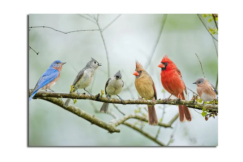 Canvastavla 70x100 cm - Samling av färgglada fåglar som sitter på en gren, Blå / Röd / Grå