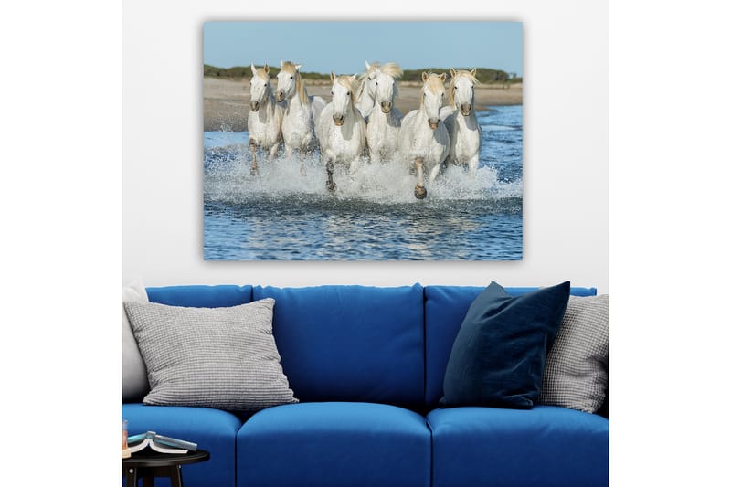 Canvastavla 70x100 cm - Sex vita hästar som galopperar genom vattnet - Vit / Ljusblond - Inredning - Tavlor & konst - Canvastavlor