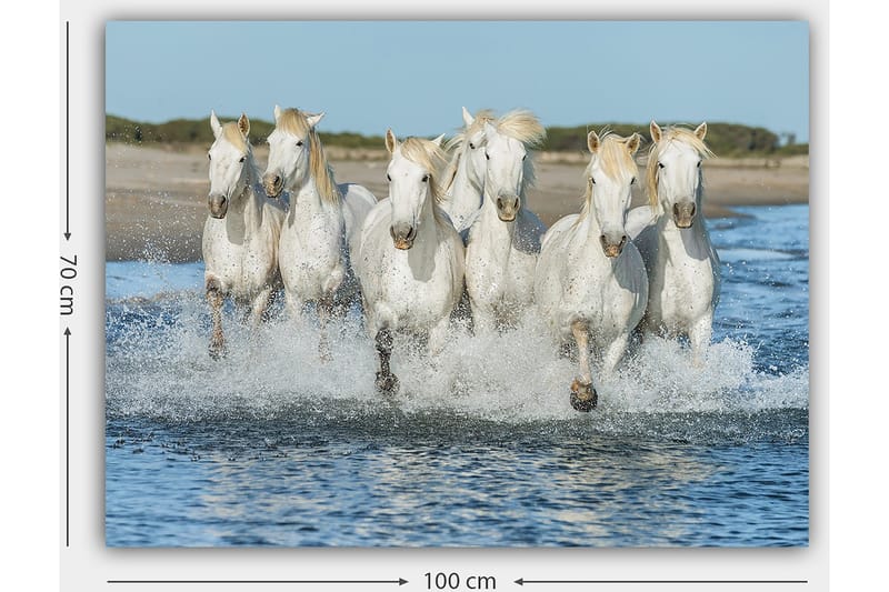 Canvastavla 70x100 cm - Sex vita hästar som galopperar genom vattnet - Vit / Ljusblond - Inredning - Tavlor & konst - Canvastavlor