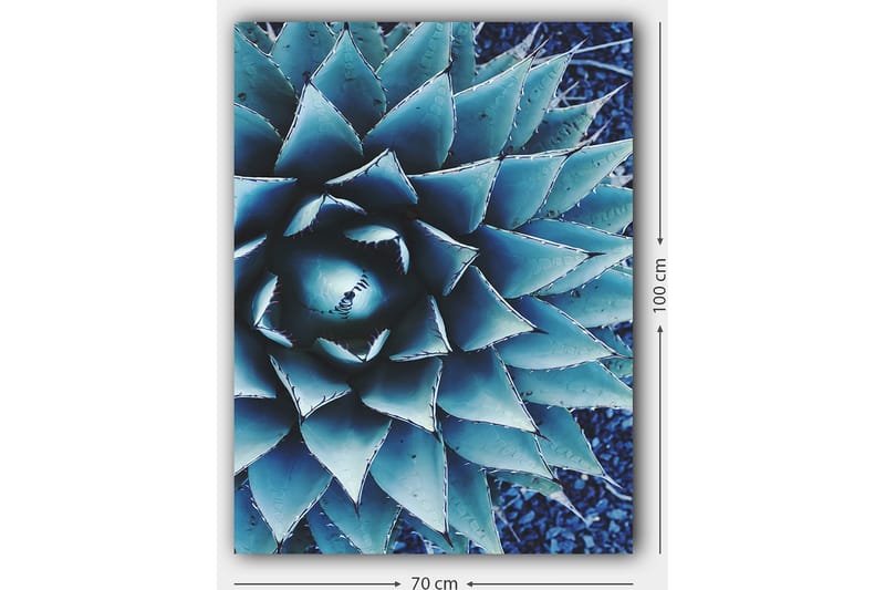 Canvastavla 70x100 cm - Stiliserad bild av en agaveplanta med fokus på dess symmetriska bladstruktur - Blå / Grön - Inredning - Tavlor & konst - Canvastavlor