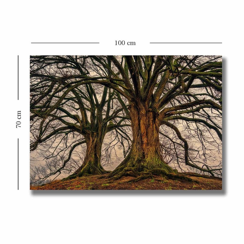 Canvastavla 70x100 cm - Storslagna träd med kraftiga grenar och detaljerad bark - Mörkbrun / Grön / Beige - Inredning - Tavlor & konst - Canvastavlor