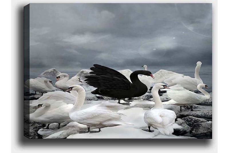 Canvastavla 70x100 cm - Svart svan omgiven av flera vita svanar på en stenig strand - Vit / Svart / Grå - Inredning - Tavlor & konst - Canvastavlor