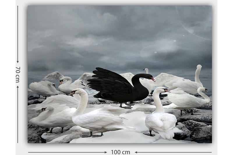 Canvastavla 70x100 cm - Svart svan omgiven av flera vita svanar på en stenig strand - Vit / Svart / Grå - Inredning - Tavlor & konst - Canvastavlor