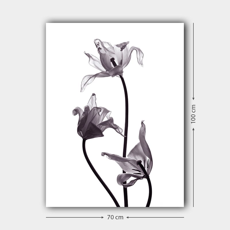 Canvastavla 70x100 cm - Svartvita tulpaner med eleganta former som sträcker sig mot toppen - Svart / Grå - Inredning - Tavlor & konst - Canvastavlor