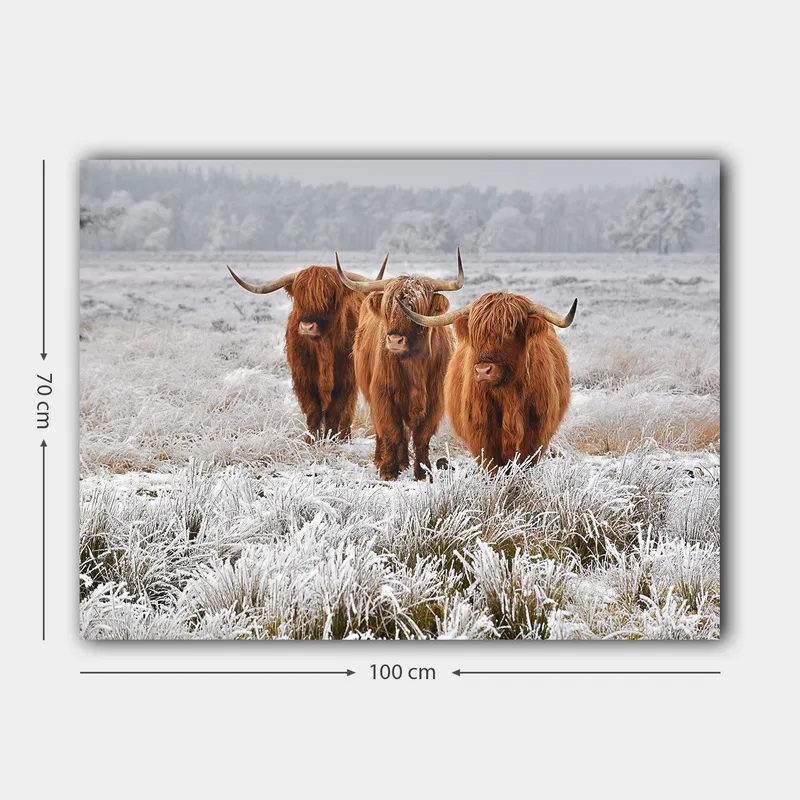 Canvastavla 70x100 cm - Tre höglandsko i en frostig landskapsscen - Orange / Vit / Grå - Inredning - Tavlor & konst - Canvastavlor