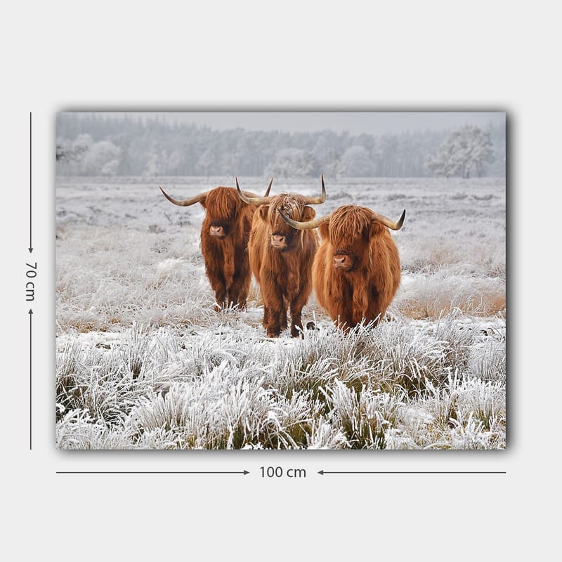 Canvastavla 70x100 cm - Tre höglandsko i en frostig landskapsscen - Orange / Vit / Grå - Inredning - Tavlor & konst - Canvastavlor