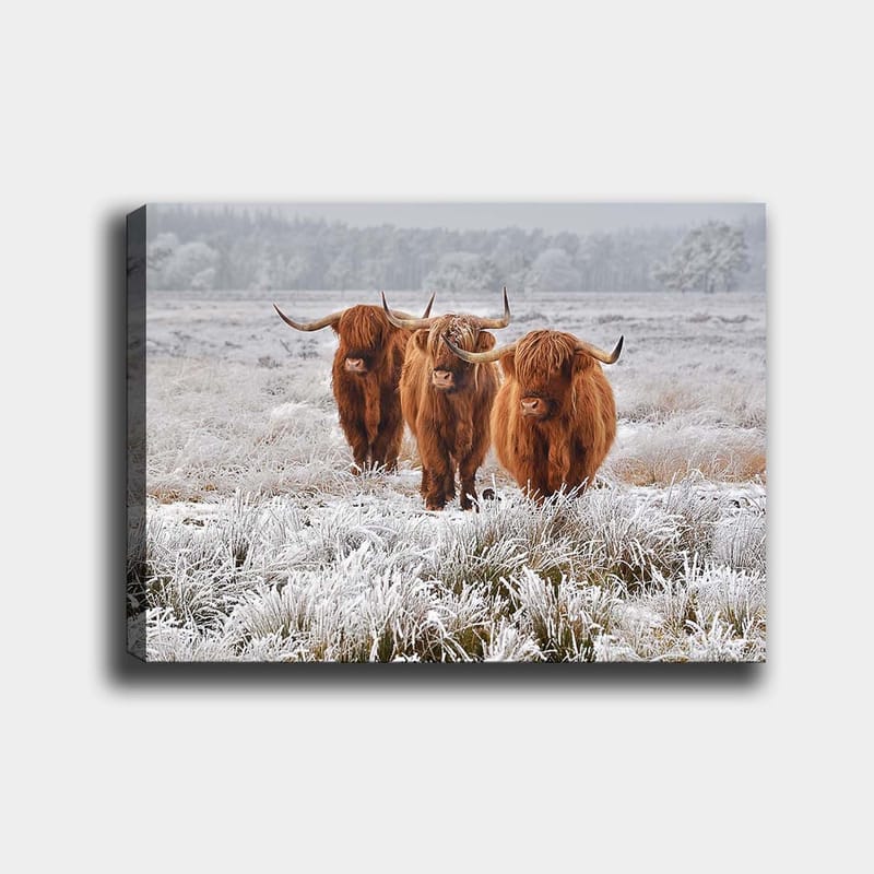 Canvastavla 70x100 cm - Tre höglandsko i en frostig landskapsscen - Orange / Vit / Grå - Inredning - Tavlor & konst - Canvastavlor