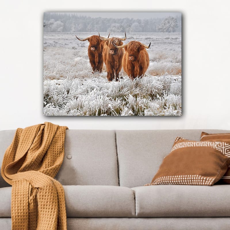 Canvastavla 70x100 cm - Tre höglandsko i en frostig landskapsscen, Orange / Vit / Grå