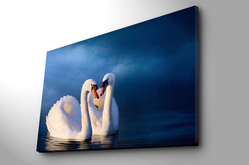 Canvastavla 70x100 cm - Två svanar som formar ett hjärta med sina halsar i en romantisk och lugn atmosfär - Vit / Mörkblå - Inredning - Tavlor & konst - Canvastavlor