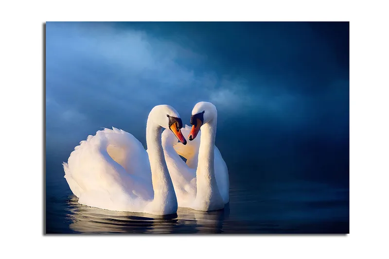 Canvastavla 70x100 cm - Två svanar som formar ett hjärta med sina halsar i en romantisk och lugn atmosfär, Vit / Mörkblå