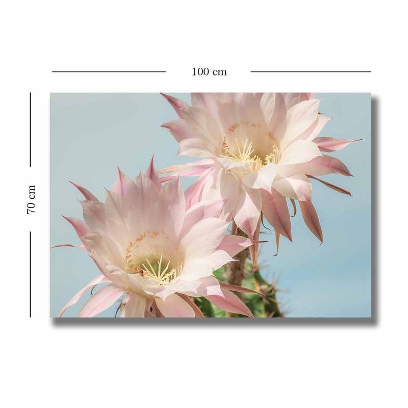 Canvastavla 70x100 cm - Två vackra kaktusblommor i pastellfärger - Ljusrosa / Grön - Inredning - Tavlor & konst - Canvastavlor