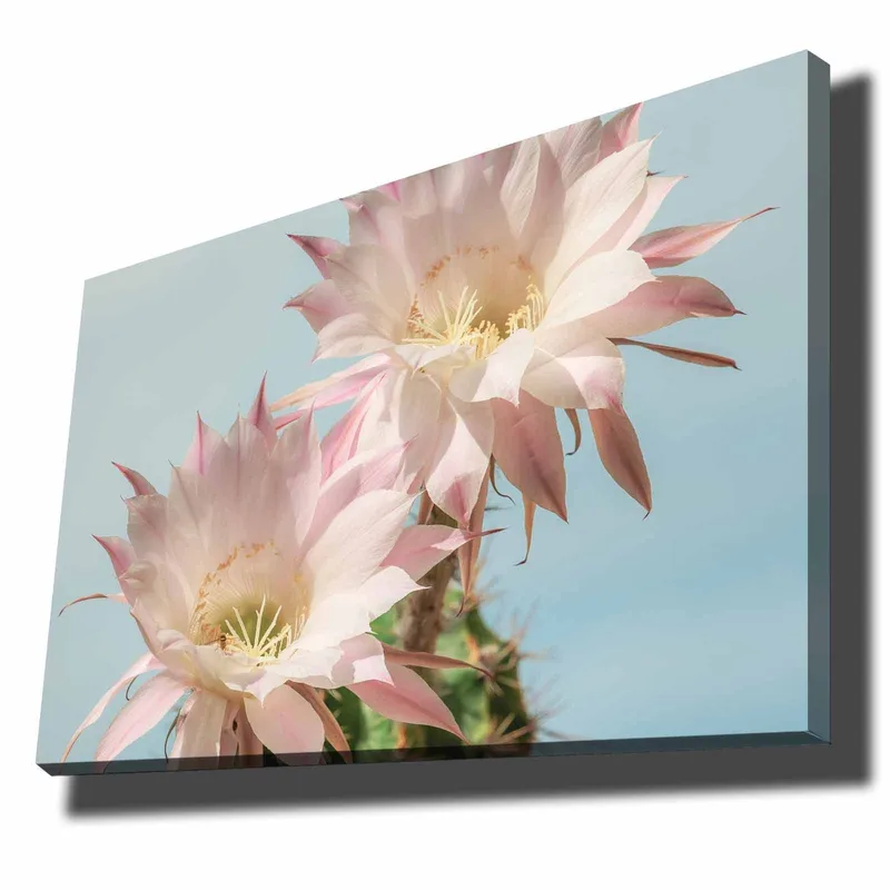 Canvastavla 70x100 cm - Två vackra kaktusblommor i pastellfärger, Ljusrosa / Grön