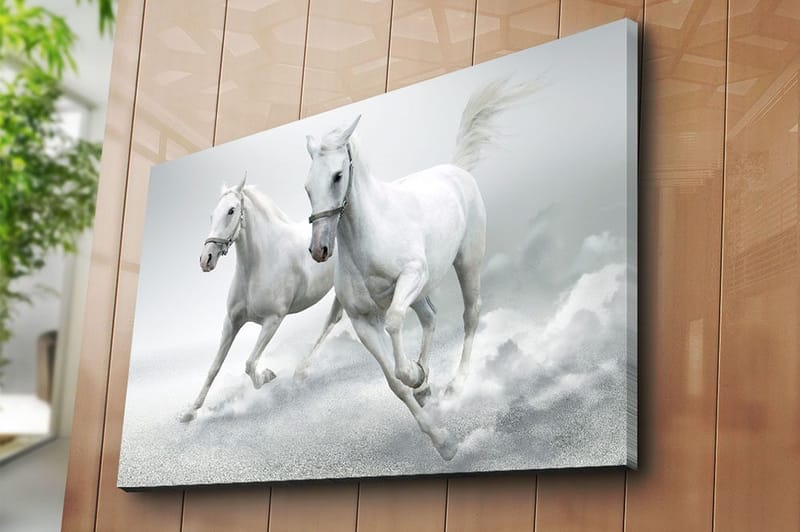 Canvastavla 70x100 cm - Två vita hästar som galopperar framåt i en dynamisk rörelse - Vit / Grå - Inredning - Tavlor & konst - Canvastavlor