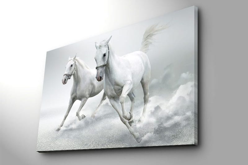 Canvastavla 70x100 cm - Två vita hästar som galopperar framåt i en dynamisk rörelse - Vit / Grå - Inredning - Tavlor & konst - Canvastavlor