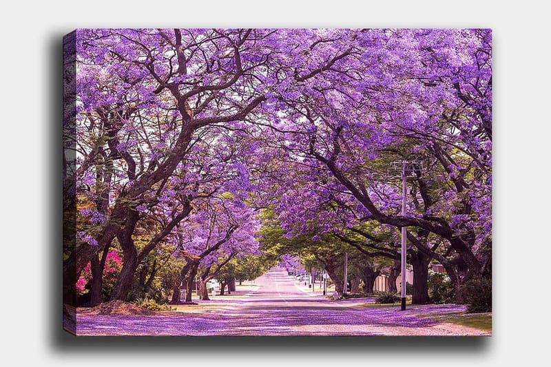 Canvastavla 70x100 cm - Vacker allé med lila blommande träd som skapar en drömlik atmosfär - Lila / Grön - Inredning - Tavlor & konst - Canvastavlor