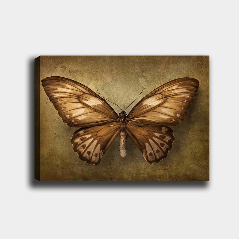 Canvastavla 70x100 cm - Vacker fjäril med detaljerade vingar i bruna och beige nyanser - Brun / Beige - Inredning - Tavlor & konst - Canvastavlor