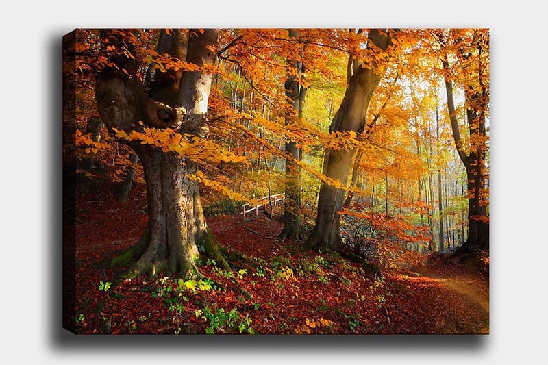 Canvastavla 70x100 cm - Vacker höstskog med färgglada träd och fallna löv - Orange / Röd / Brun - Inredning - Tavlor & konst - Canvastavlor