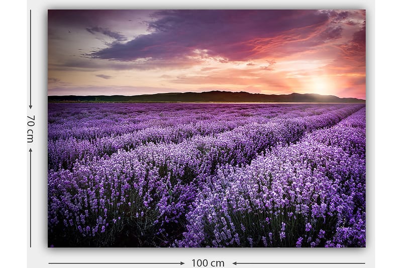 Canvastavla 70x100 cm - Vacker lavendelfält under en färgsprakande solnedgång - Lila / Mörkgrön / Orange - Inredning - Tavlor & konst - Canvastavlor