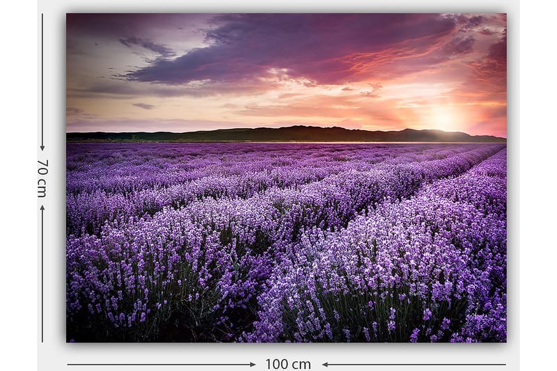 Canvastavla 70x100 cm - Vacker lavendelfält under en färgsprakande solnedgång - Lila / Mörkgrön / Orange - Inredning - Tavlor & konst - Canvastavlor