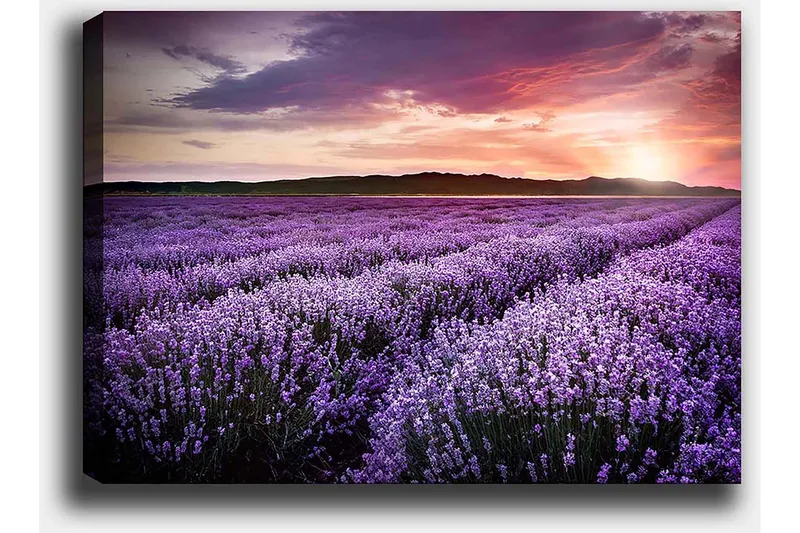Canvastavla 70x100 cm - Vacker lavendelfält under en färgsprakande solnedgång - Lila / Mörkgrön / Orange - Inredning - Tavlor & konst - Canvastavlor