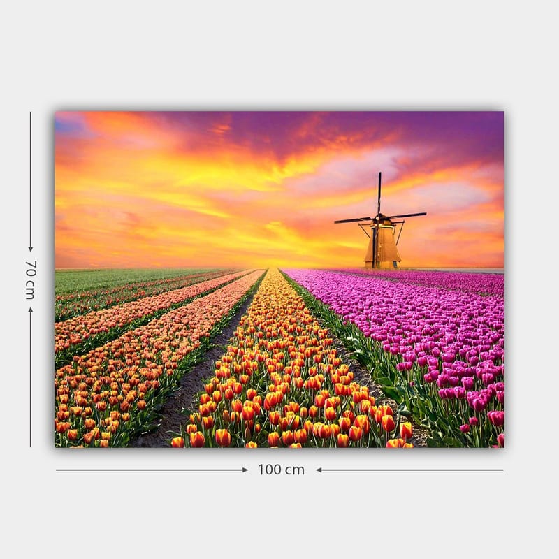 Canvastavla 70x100 cm - Vacker tulpanfält med en traditionell väderkvarn i solnedgångens ljus - Lila / Orange / Grön - Inredning - Tavlor & konst - Canvastavlor