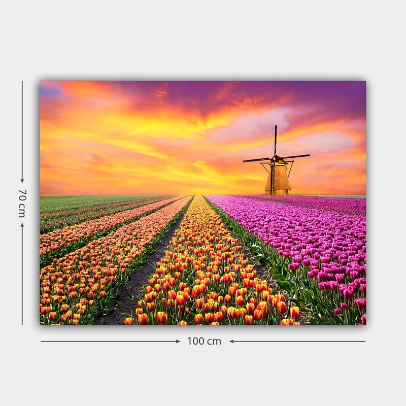 Canvastavla 70x100 cm - Vacker tulpanfält med en traditionell väderkvarn i solnedgångens ljus - Lila / Orange / Grön - Inredning - Tavlor & konst - Canvastavlor