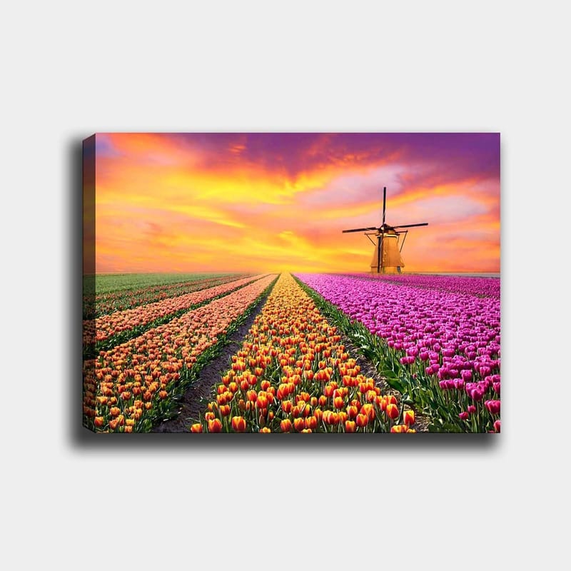 Canvastavla 70x100 cm - Vacker tulpanfält med en traditionell väderkvarn i solnedgångens ljus, Lila / Orange / Grön