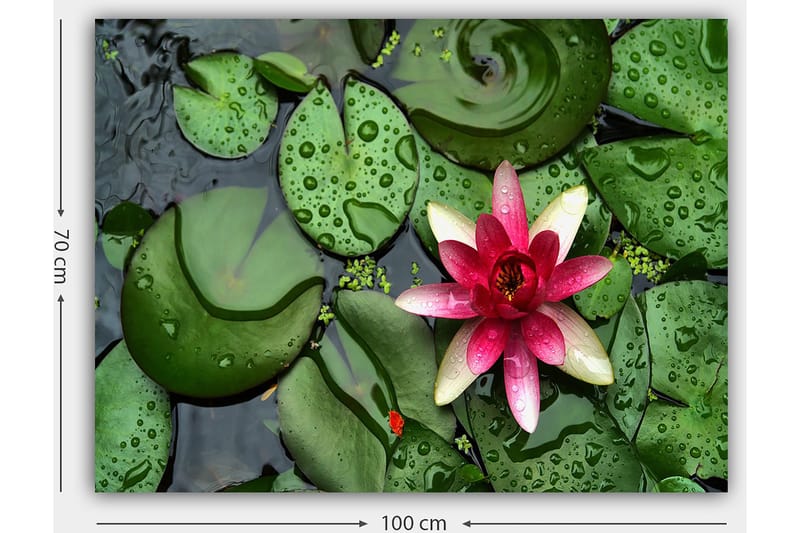 Canvastavla 70x100 cm - Vacker vattenlilja som blommar på en yta av gröna näckrosblad - Grön / Rosa / Vit - Inredning - Tavlor & konst - Canvastavlor