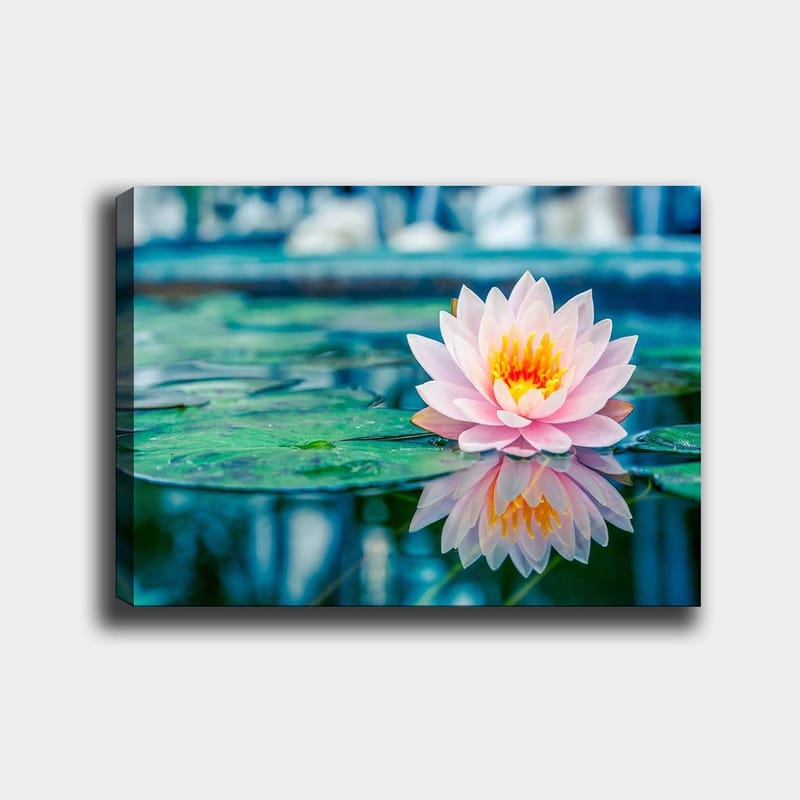 Canvastavla 70x100 cm - Vacker vattenlilja som flyter på en stilla sjö med gröna näckrosblad - Rosa / Grönt / Gult - Inredning - Tavlor & konst - Canvastavlor