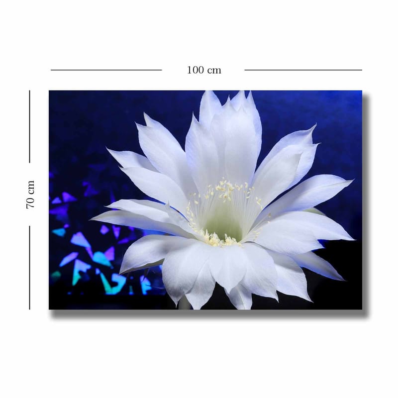 Canvastavla 70x100 cm - Vacker vit kaktusblomma i fokus mot en djupblå bakgrund - Vit / Blå - Inredning - Tavlor & konst - Canvastavlor
