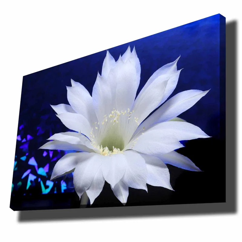 Canvastavla 70x100 cm - Vacker vit kaktusblomma i fokus mot en djupblå bakgrund, Vit / Blå