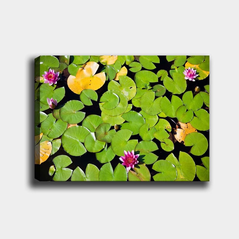 Canvastavla 70x100 cm - Vacker vy av näckrosor som flyter på en spegelblanka vattenyta omgiven av gröna liljeblad - Grön / Rosa / Gul - Inredning - Tavlor & konst - Canvastavlor