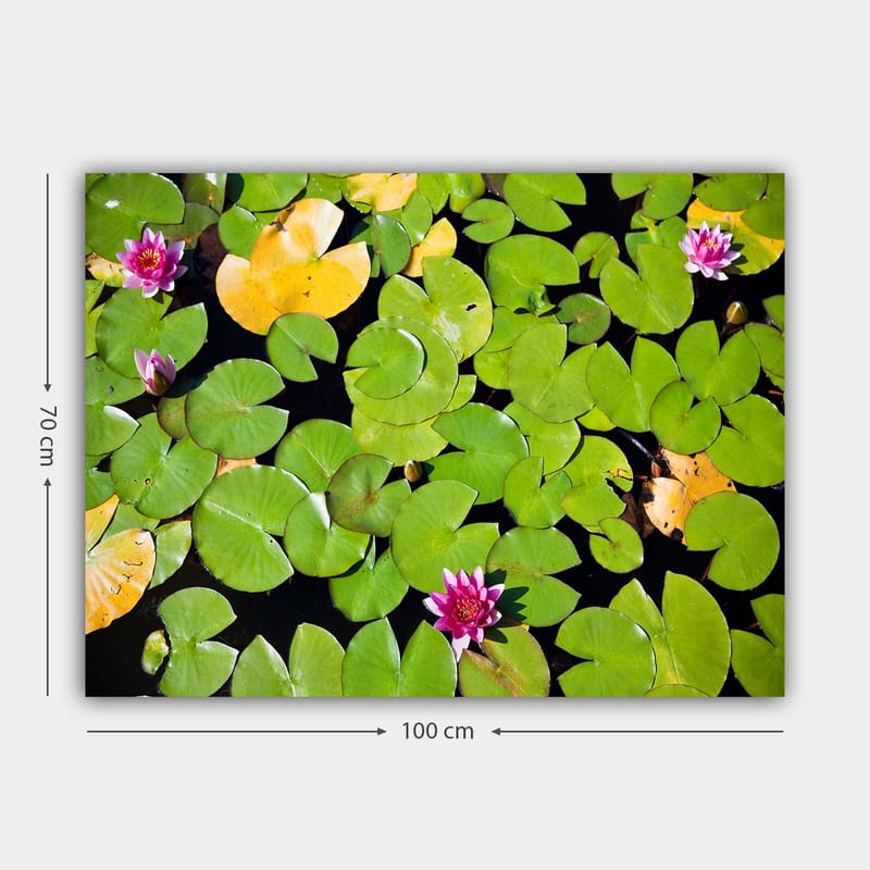 Canvastavla 70x100 cm - Vacker vy av näckrosor som flyter på en spegelblanka vattenyta omgiven av gröna liljeblad - Grön / Rosa / Gul - Inredning - Tavlor & konst - Canvastavlor